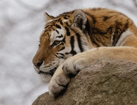 Tiger on a rock Stock Photos