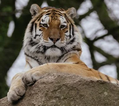 Tiger on a rock Stock Photos