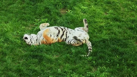 Tiger rolling on floor Stock Footage 319986929