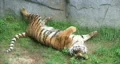 Tiger Rolls Over 02 HD Footage