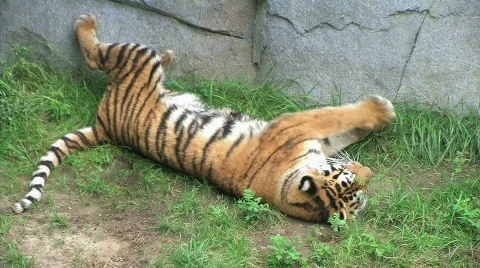 Tiger Rolls Over 02 動画素材 100427