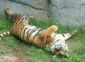 Tiger Rolls Over 02 Footage