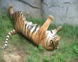 Tiger Rolls Over 02 SD Footage