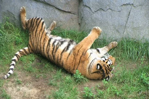 Tiger Rolls Over 02 動画素材 2812684