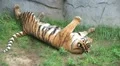 Tiger Rolls Over 02 HD Footage