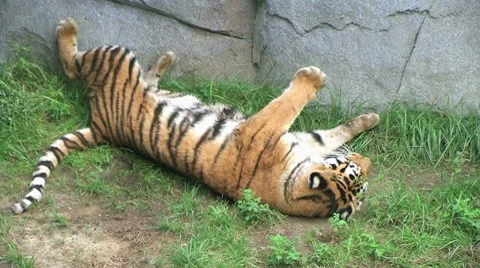 Tiger Rolls Over 02 動画素材 8607033