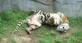 Tiger Rolls Over HD Footage