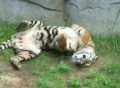 Tiger Rolls Over Footage