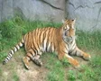 Tiger Rolls Over SD Footage