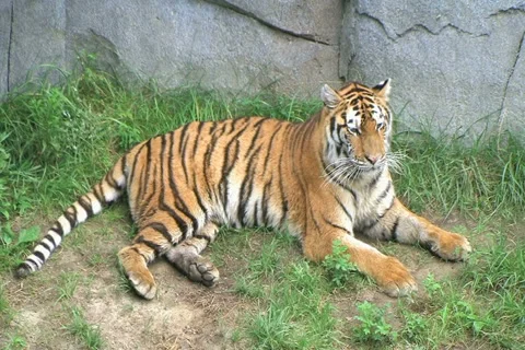 Tiger Rolls Over 動画素材 2813163