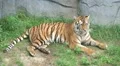 Tiger Rolls Over HD Footage