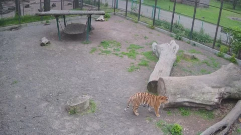 The tiger rubbed against a log and was frightened by another tiger Video stock 154048056