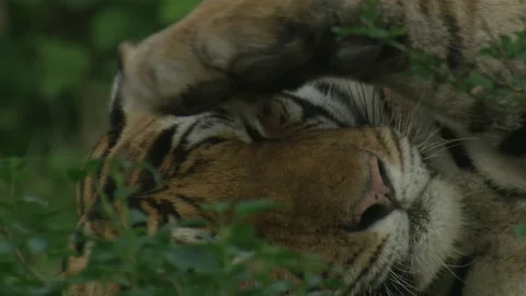 Tiger Rubbing Face  Stock Footage 211832640