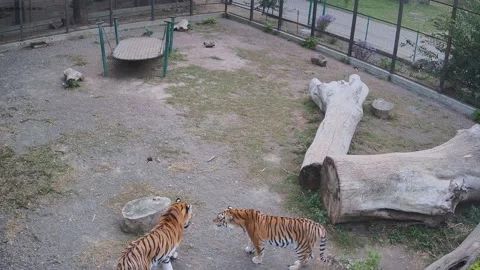 A tiger rubs against a log while another tiger is watching Stock Footage 163355992