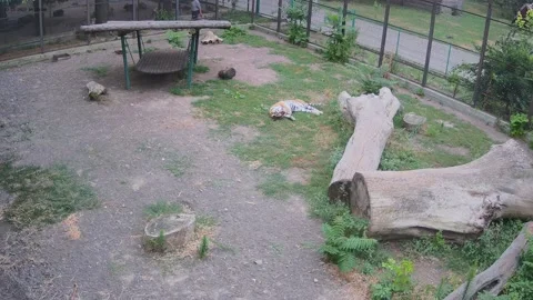 The tiger rubs its back against the lawn Stock Footage 157587610