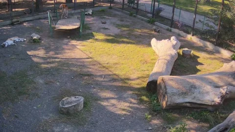 Tiger rubs its back against the lawn Stock Footage 162732828