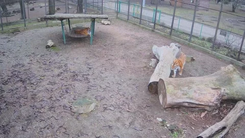 Tiger rubs playfully against a tree Stock Footage 149823902