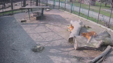 Tiger rubs playfully against a tree and enjoys a sunny day Stock Footage 152246540