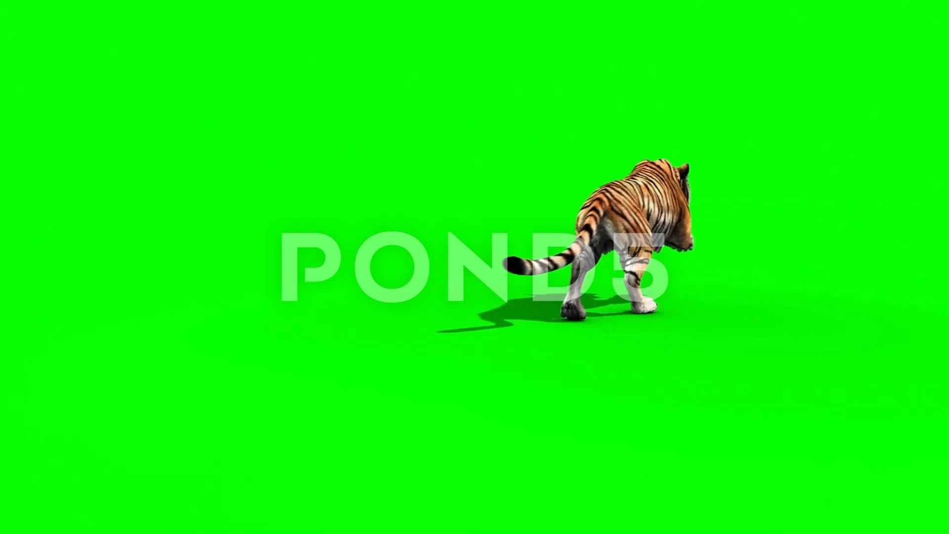 Tiger Run Animals Back Green Screen 3D R... | Stock Video | Pond5