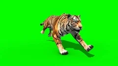 Tigre Branco Grandes Roar Animais Verde Frontal Tela 3d