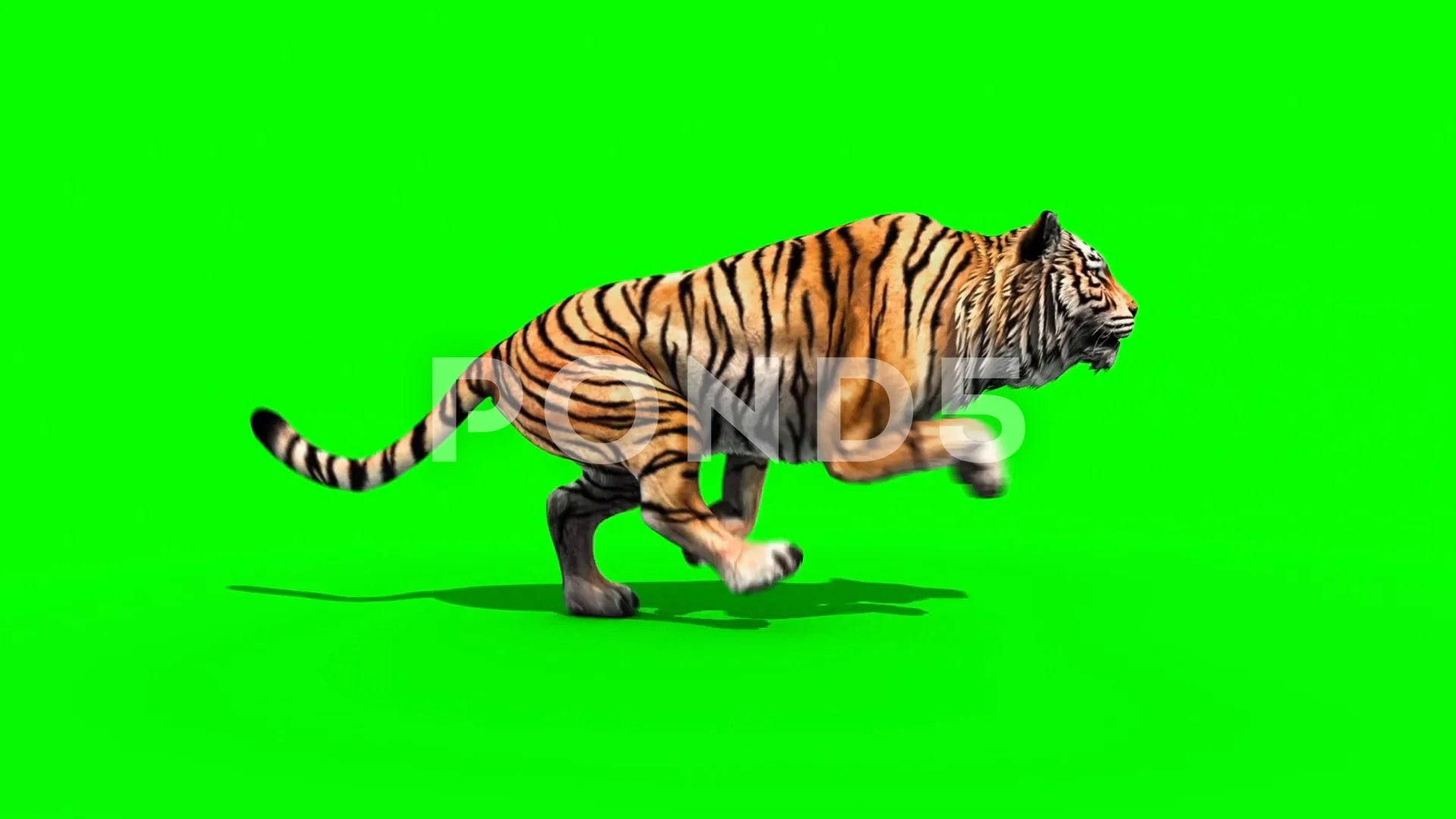 Tiger Run Animals Loop Green Screen 3D R... | Stock Video | Pond5