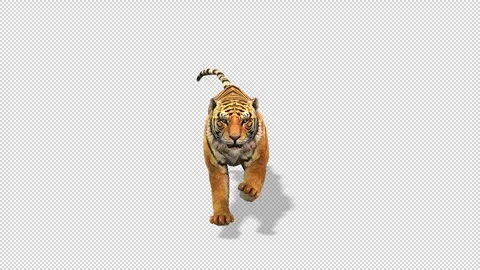 Tiger run idle Stock Footage 320953319