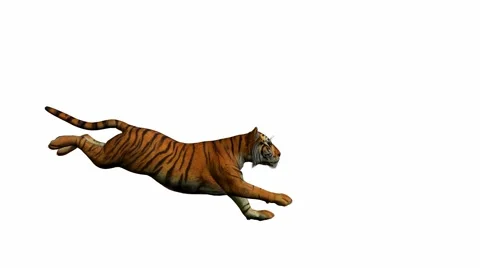 Tiger Running Stock Footage 942271