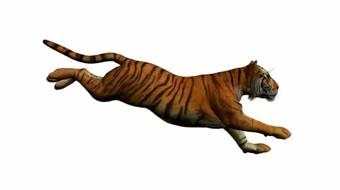 Tiger Running Stock Footage 942284