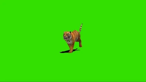 Tiger Running on Green Screen 02 Stock-Footage 225234573