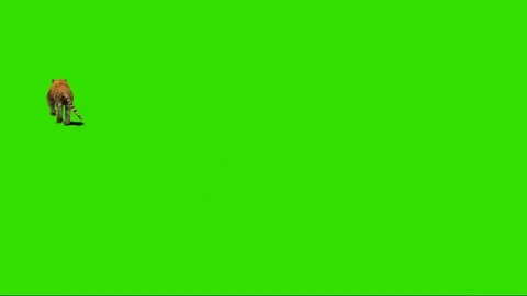 Tiger Running on Green Screen 03 Stock Footage 225234570