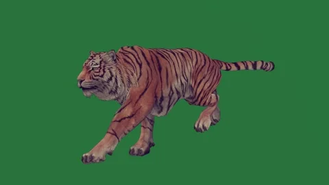 A tiger running on green screen and across walking animated chromakey Vidéo 335122324