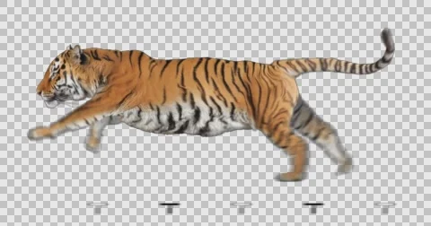 Tiger Running. Isolated animal video includes alpha channel. Stock Footage