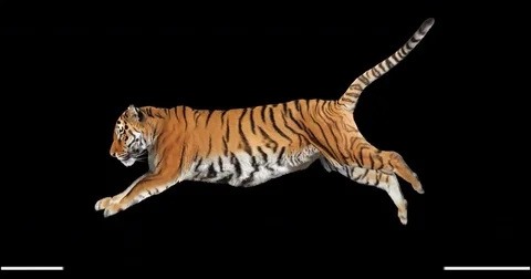 Tiger running jumping. Animal isolated and includes alpha channel. Vidéo