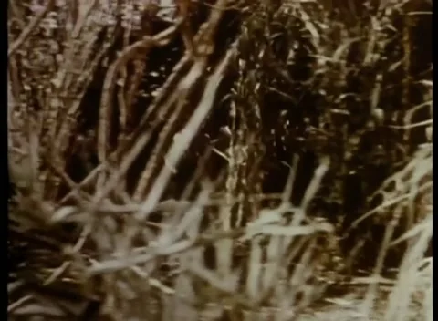 Tiger running through jungle Stock Footage 260250307