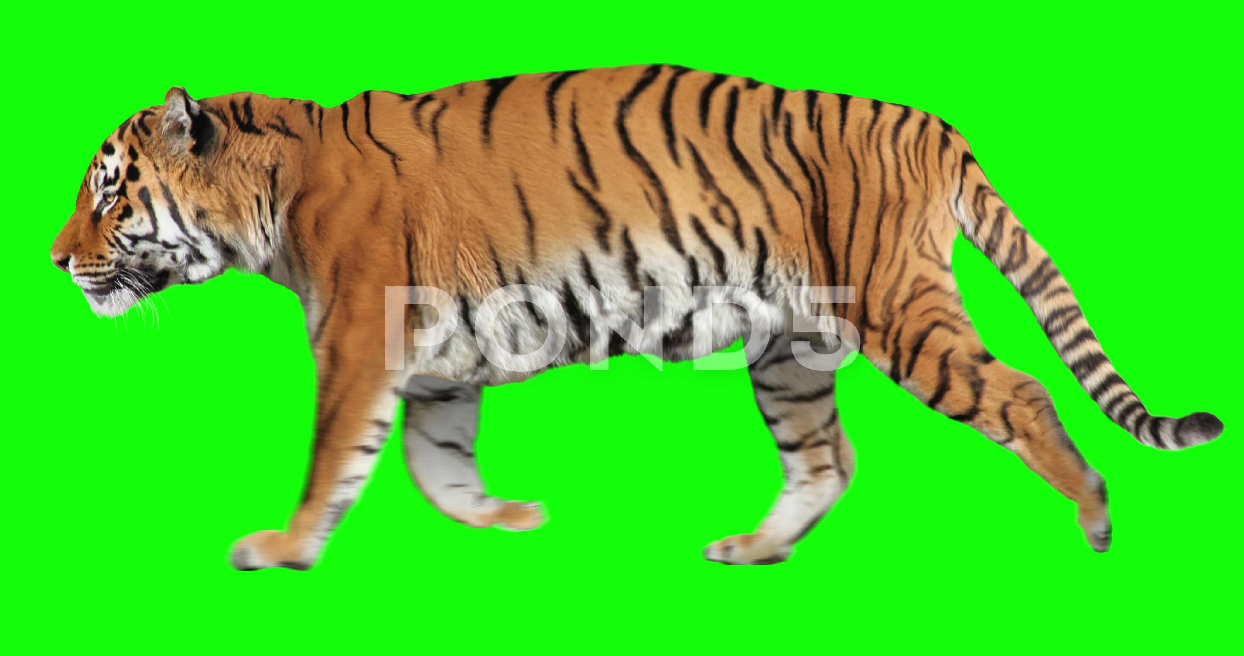 Tiger running trot. Animal isolated for ... | Stock Video | Pond5