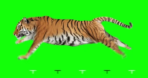 Tiger Runs. Green screen. Stock-Footage 93965895