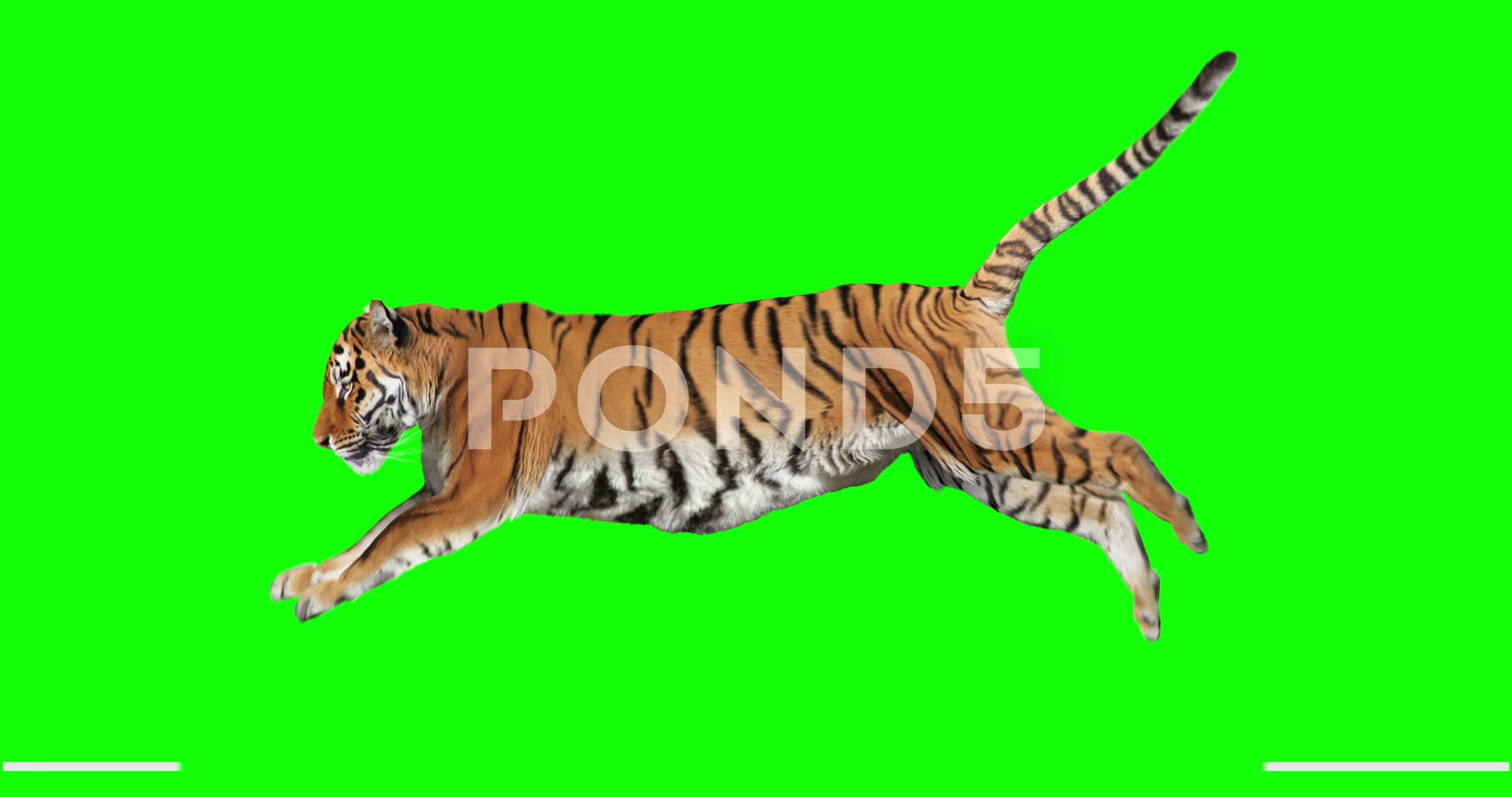 Tiger Bengal Movement Leaping Attack Camera Rendering Include
