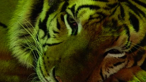 Tiger sad. Stock Footage 48560716