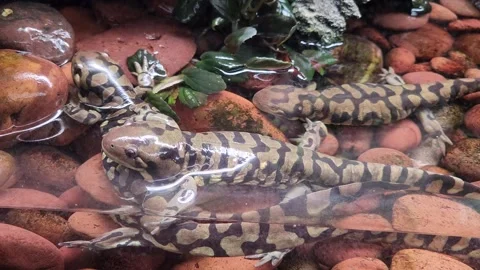 Tiger salamandersresting in water Stock Footage 323864586