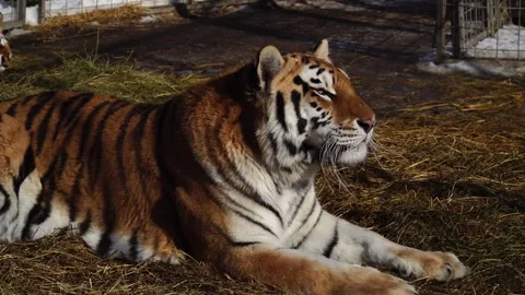 Tiger in savana Stock Footage 314908741