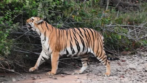 Tiger scent marking while looking into the camera in Tadoba national park Video stock 330400132