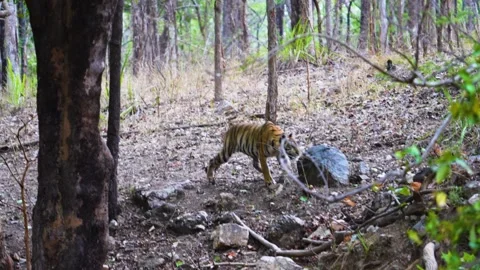 Tiger seemingly confused at the sight of a gaur in Pench national park Stock Footage 337941348
