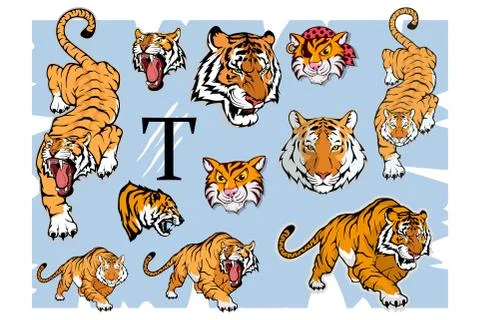 Tiger set, suitable as logo or team mascot. Bengal Tiger. Stock Illustration