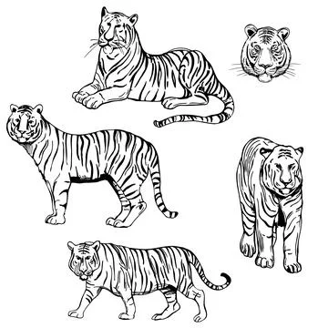 Tiger set. Vector  illustration. イラスト素材
