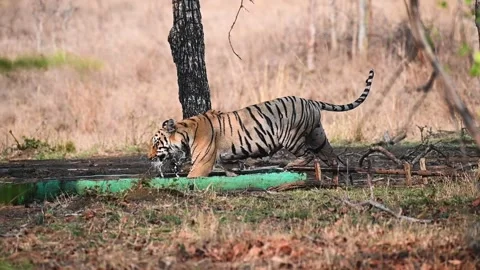 Tiger settles down into a tub in the middle of the forest of Tadoba national par Stock Footage 274442800
