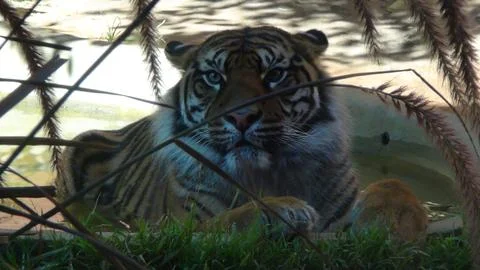 Tiger in shadow lying down looking towards camera Stock Photos
