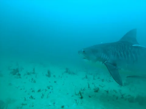 Tiger Shark 1080p Stock Footage 80758406