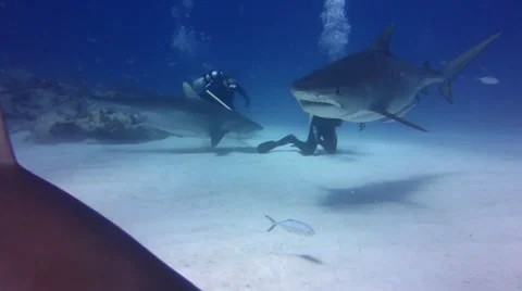 Tiger shark almost bites scuba diver's leg.mp4 Video stock 32750690