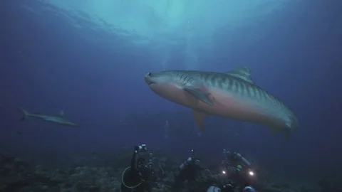 Tiger shark and scuba divers Stock-Footage 78977048