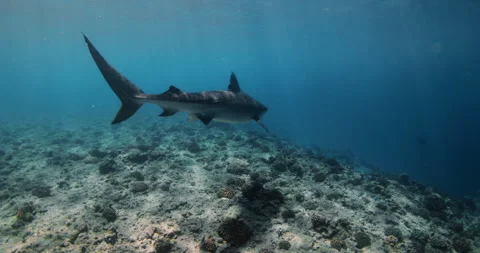 Tiger shark is an apex predator in the ocean. Tail of shark. Vidéo 272238718